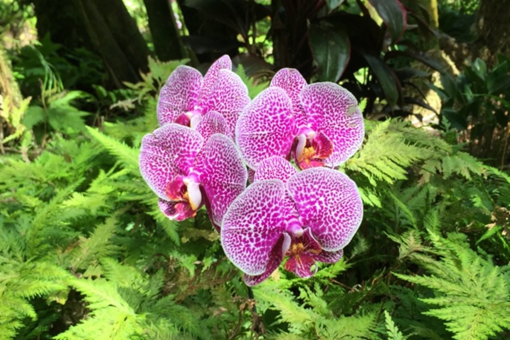 Bright pink spotted orchids in the jungles of Hawaii.