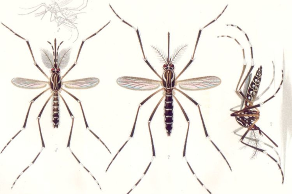 Zeroing in on a mosquito menace