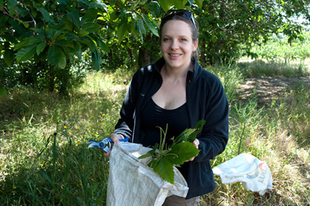 New molecule found in chestnut leaves disarms dangerous staph bacteria