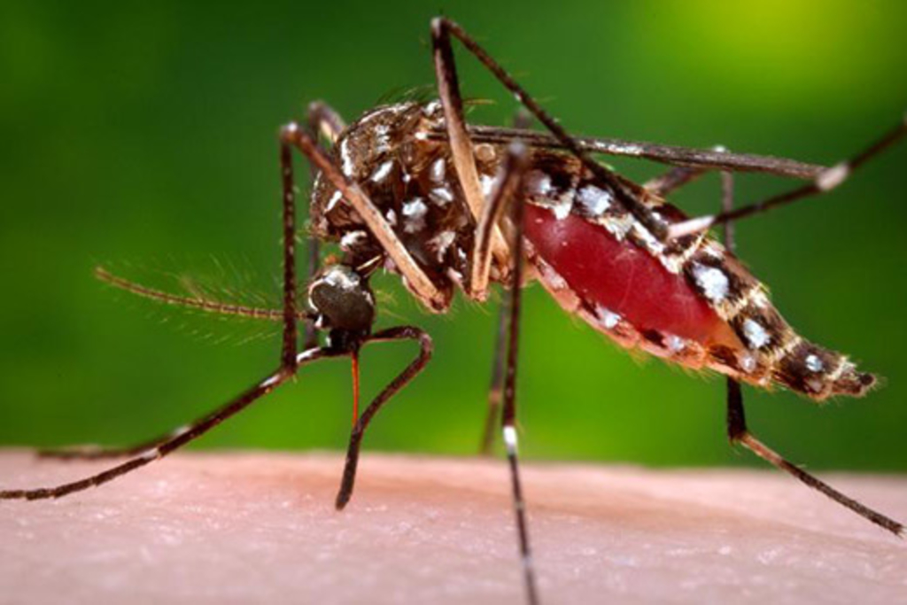 Mapping dengue hot spots pinpoints risks for Zika and chikungunya