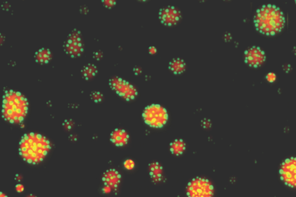 How promiscuous protein droplets regulate immune genes