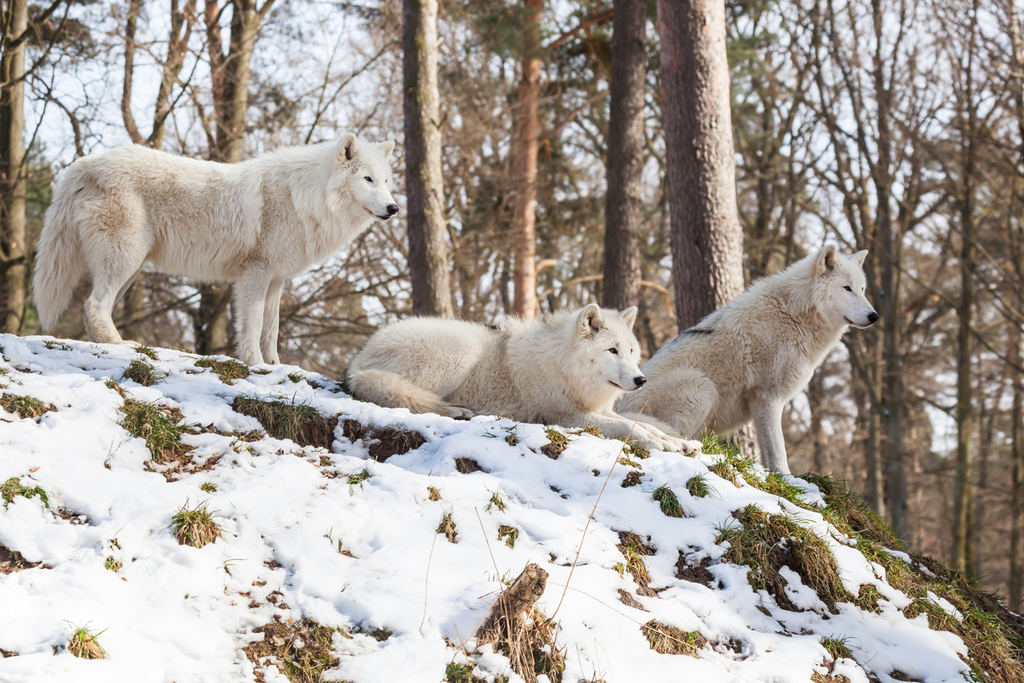 A photograph of white-furred wolves standing on a snowy knoll