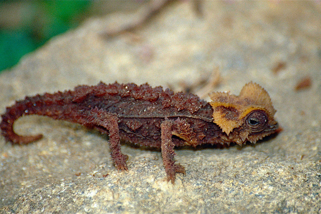 International trade bans on endangered species tend to help mammals but hurt reptiles : Emory University : Atlanta GA