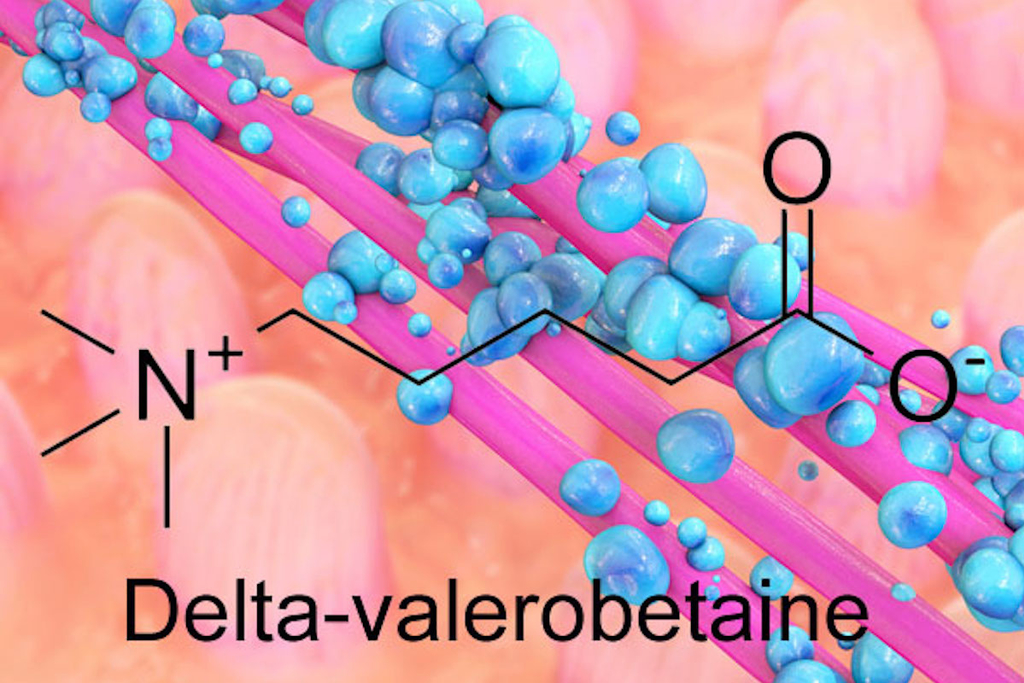 Scientists identify obesity-promoting metabolite from intestinal bacteria : Emory University : Atlanta GA