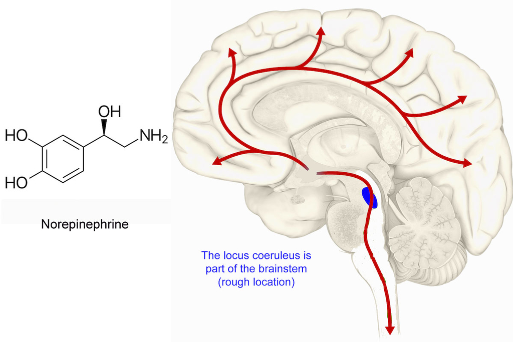 Alternative strategy for stalling Alzheimer’s neurodegeneration : Emory University : Atlanta GA