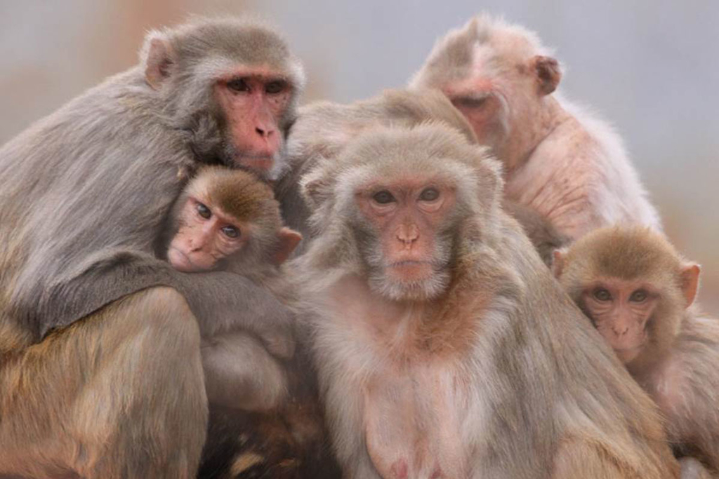 Monkeys’ atypical social behaviors may provide insights into autism genetics : Emory University : Atlanta GA