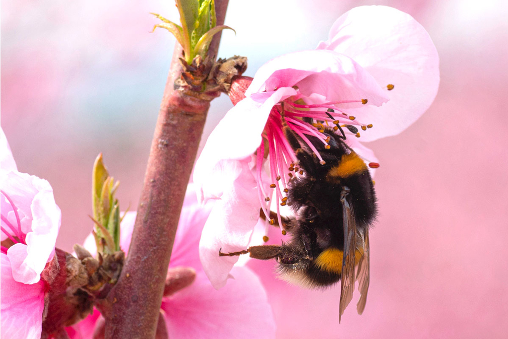 Antibiotic used on food crops affects bumblebee behavior, lab study finds : Emory University : Atlanta GA