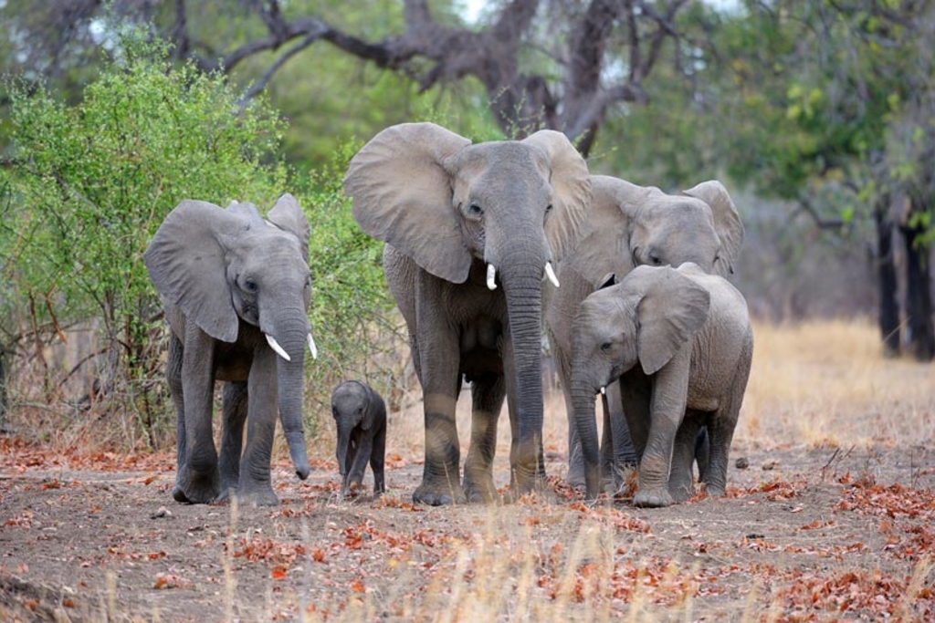 Africa’s Wildlife On Safari in Botswana, Zambia & Victoria Falls