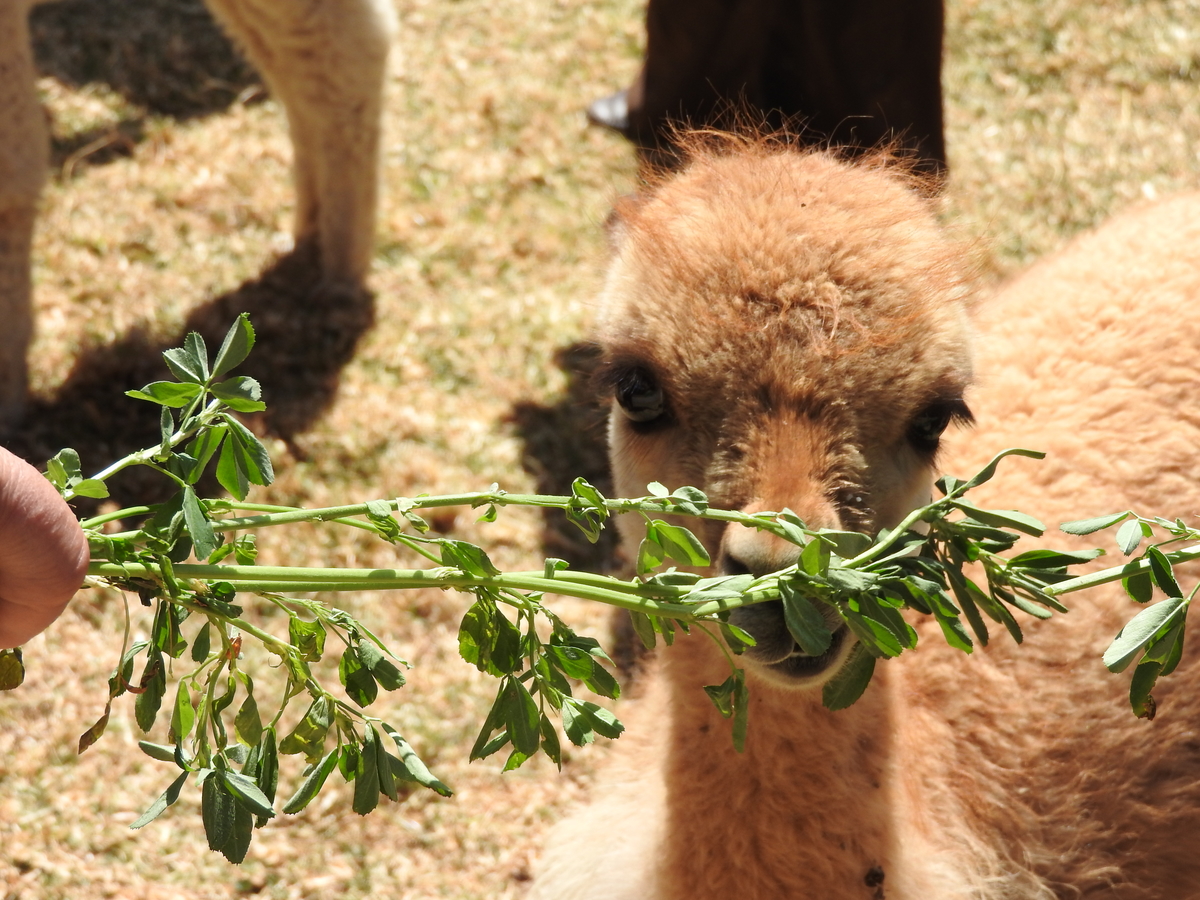 A alpaca eating leaves off of a branch.